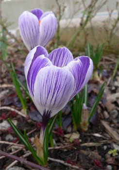 purple crocus