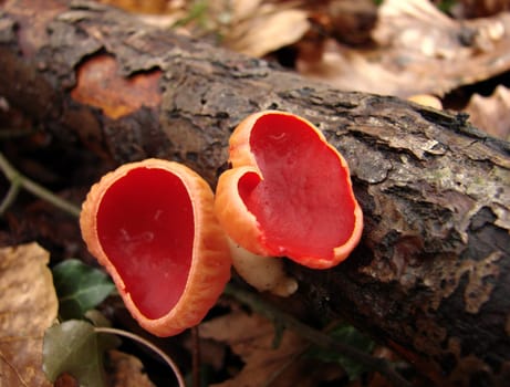 Vermilion Magnificent Cupling