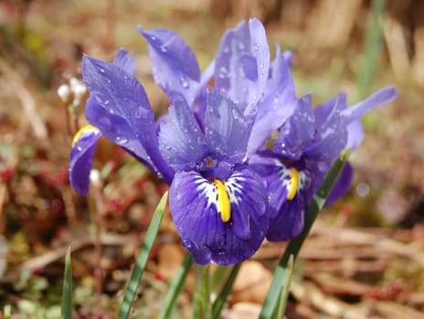 Iris reticulata