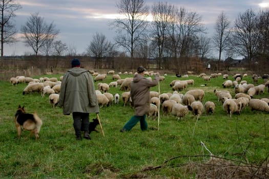 Flock of sheep on orchard meadow