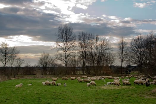 Flock of sheep on orchard meadow