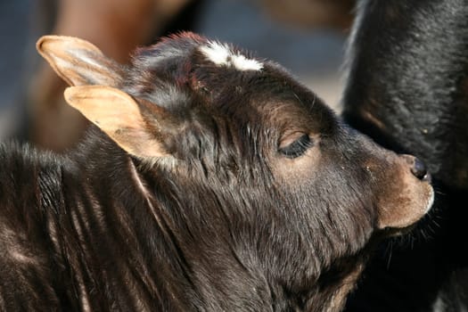 Zebu