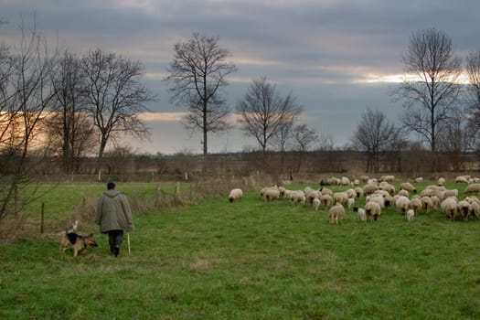 Flock of sheep on orchard meadow