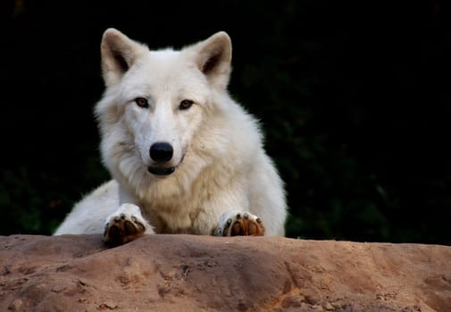 According to Wikipedia: The arctic wolf or white wolf (Canis lupus arctos) is probably the least known subspecies of the wolf (Canis lupus) and also belongs to the canine family (Canidae). Since he lives in a very inhospitable and misanthropic area,imme