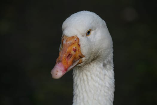 Portrait of a large white bird