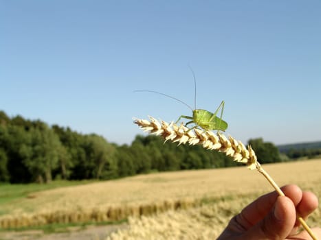 In the cornfield