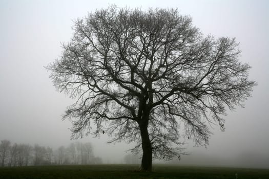 Fog