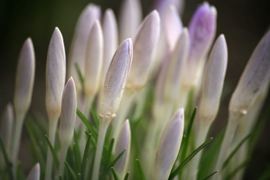Here in pale purple