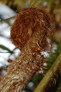 Tree fern Dicksonia 2