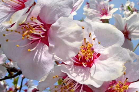 Peach tree blossom