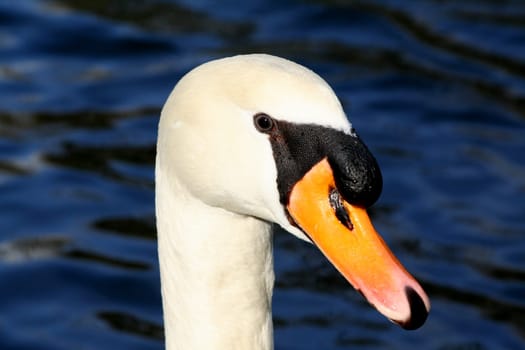 Swan portrait