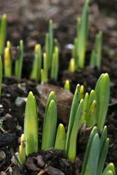 Daffodil sprouts