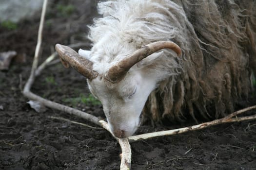 Shaggy farm animal