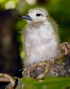 The breeding behaviour of the fairy tern is remarkable. A single,speckled egg is placed on a bare branch,usually in a fork. There it is incubated for 35 days,which,depending on the width of the branch,is tantamount to a circus-like balancing act. T