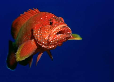 Deep red glowing jewel groupers populate the reefs in the Red Sea near Jeddah,Saudi Arabia.