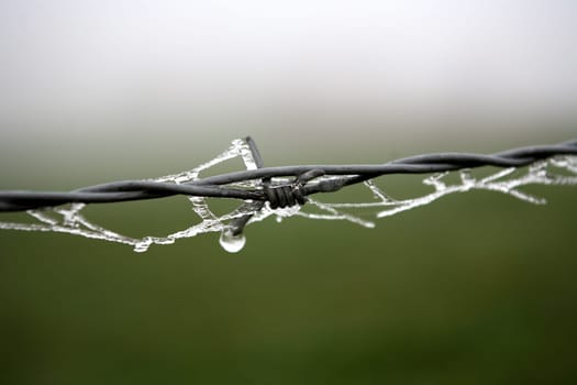 Barbed wire with ice cover