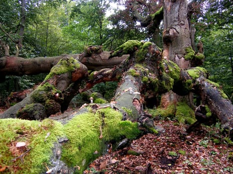 nature landscape or nature unspoiled or nature