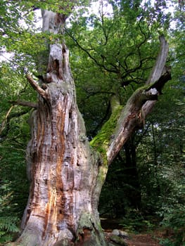 Rotten tree