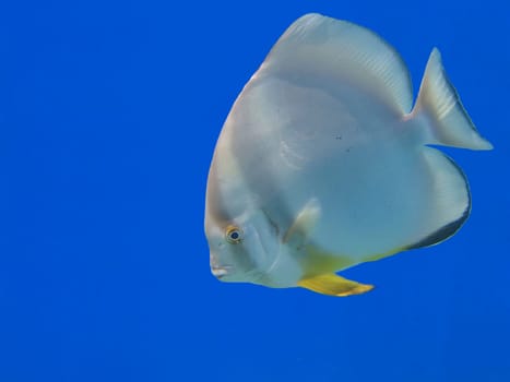 Round-headed batfish live singly or in small groups and feed on algae,small invertebrates. They eat both from the bottom and from the open water. They are very curious about divers.