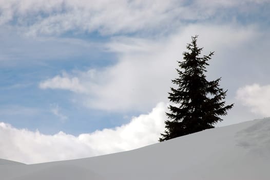 Hopefully it isn't. But if it doesn't snow soon,this fir tree will soon be freed from the white environment.