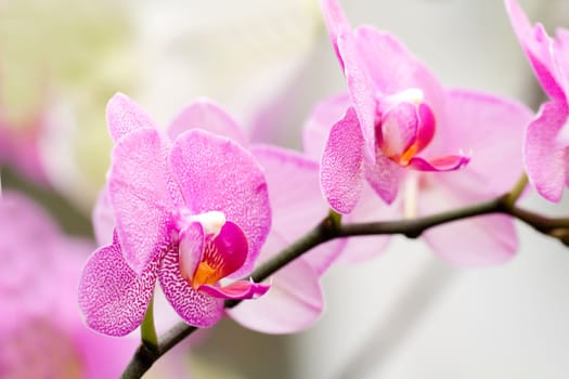 Phalaenopsis orchid