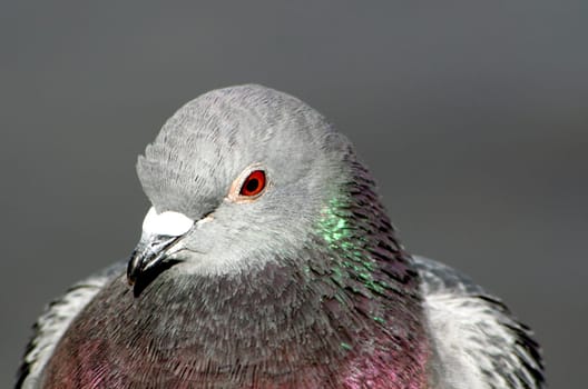 Pigeon portrait