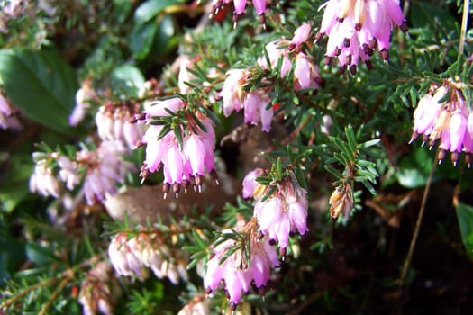 Macro of spring flowers