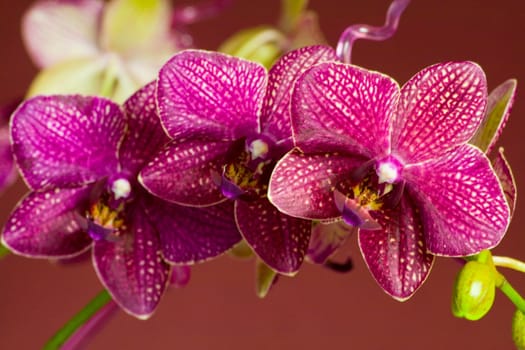 Orchid
