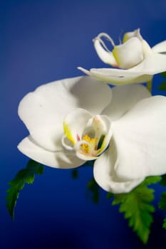 Orchid