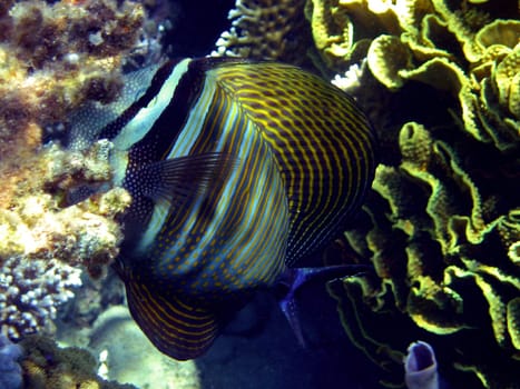 The Indian sailfin is one of the most common surgeonfish near the reef and sometimes occurs in groups.