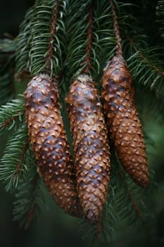 Fruits of common spruce (also called red fir or woodpecker fir)