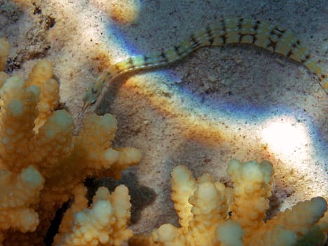 Net pipefish meets coral