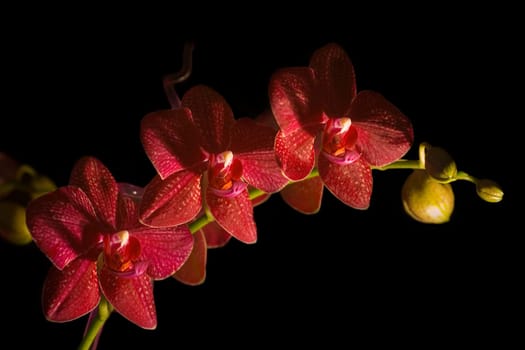Orchid