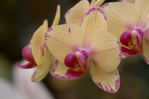 Orchid