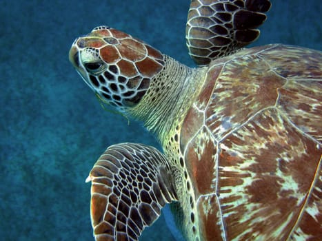Green sea turtle