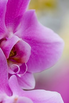 Orchid