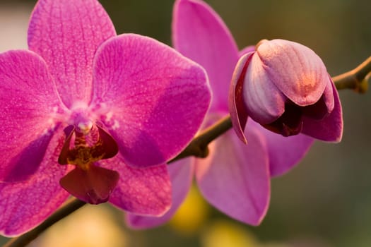 Orchid