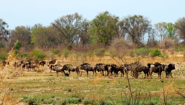 Wildebeest herd