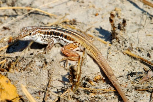 Lizard