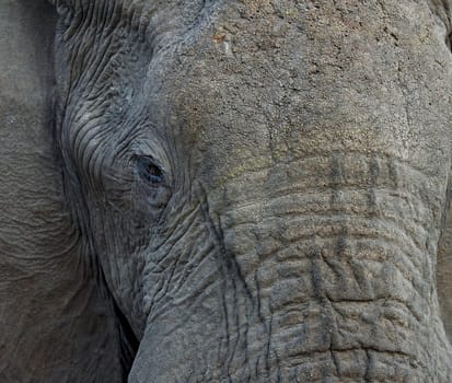 African elephant