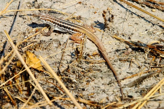 Lizard