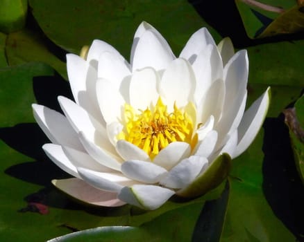 Water lily