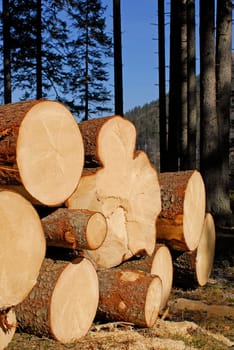 Spruce