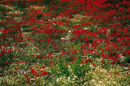 Poppy meadow