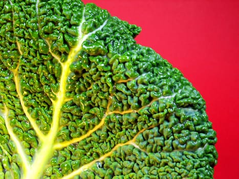 Cabbage leaf