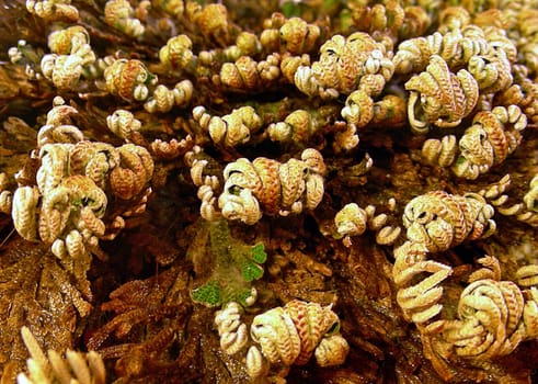 The loggerhead rose of Jericho (Selaginella lepidophylla) from the moss fern family (Selaginellaceae) is found in the desert areas of Arizona,Texas and Mexico. Their particular adaptation to extremely arid areas is that the plant