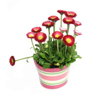 Bellis Perennis