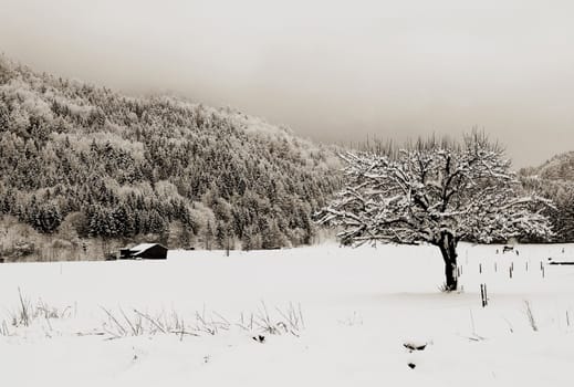 The tree