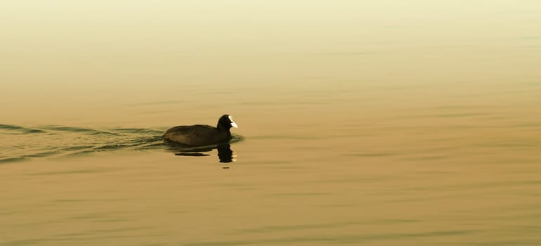 The loner