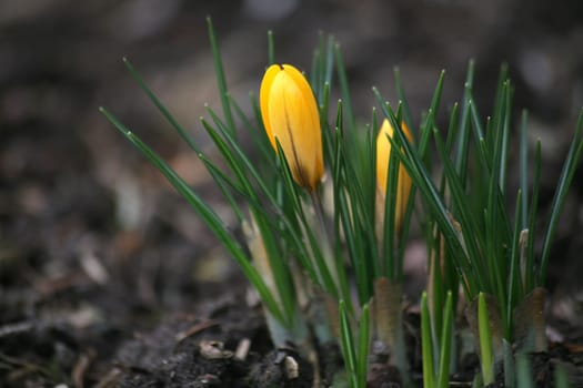 Always beautiful - this time the yellow version!